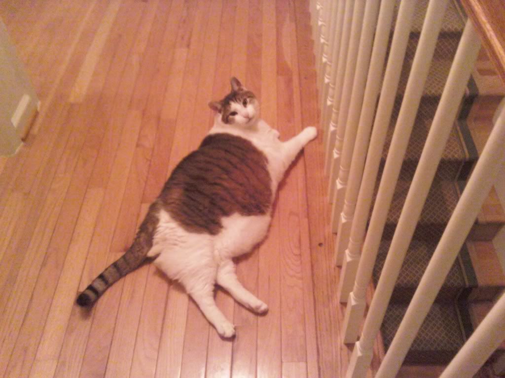 Name:  fatcat.jpg
Views: 112
Size:  85.2 KB