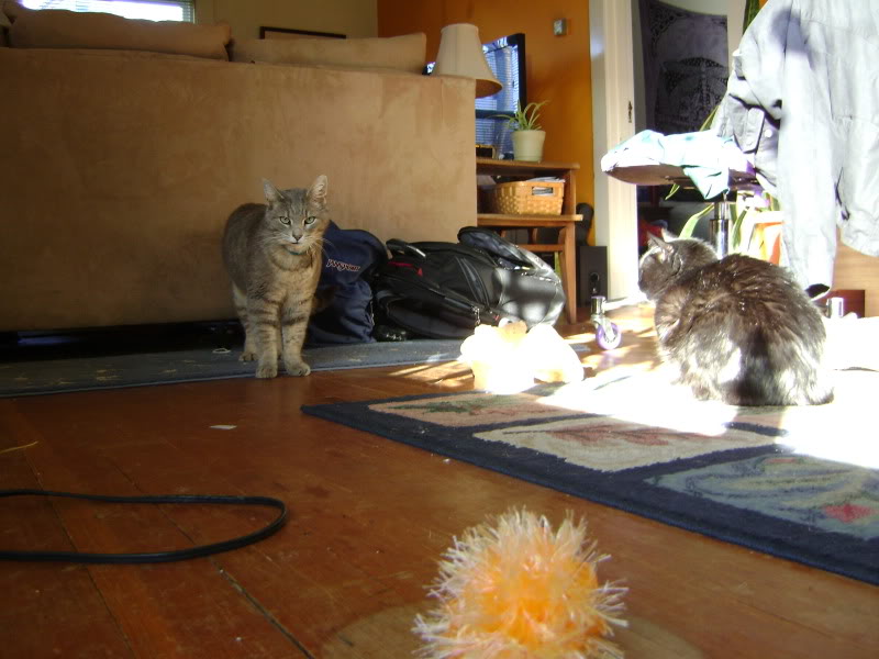 Name:  DSC01760.jpg
Views: 68
Size:  94.3 KB