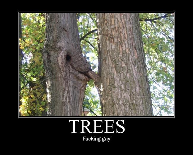 Name:  trees.jpg
Views: 69
Size:  54.9 KB