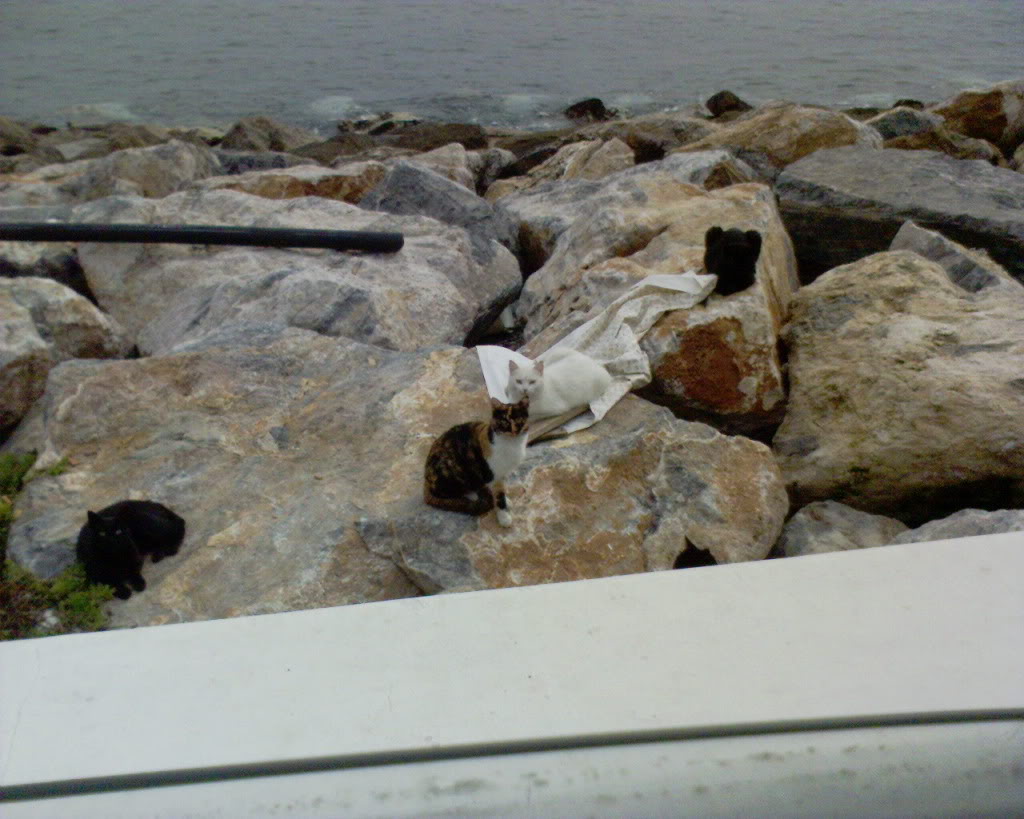 Name:  DSC00219.jpg
Views: 53
Size:  129.2 KB