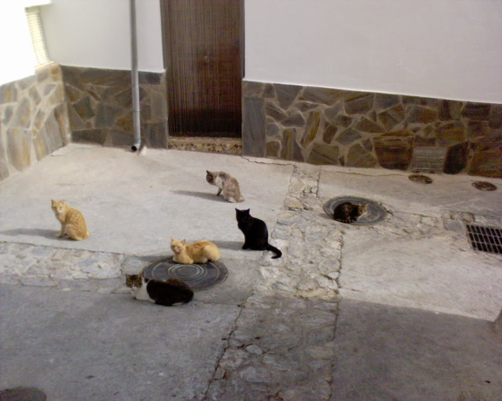 Name:  DSC00221.jpg
Views: 53
Size:  117.2 KB