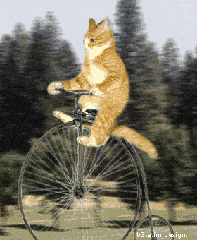 Name:  anigif_cat-on-an-old-timey-bicycle-.gif
Views: 21
Size:  27.1 KB