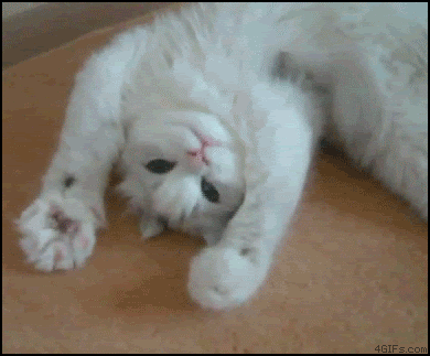 Name:  Catpaws.gif
Views: 34
Size:  1.90 MB