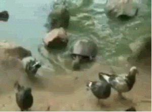 Name:  murder_turtle-1.gif
Views: 19
Size:  3.37 MB