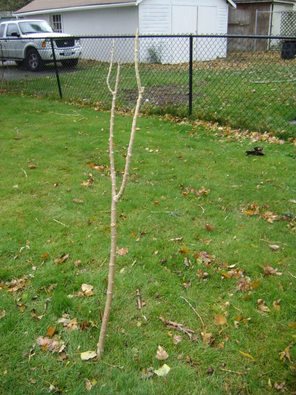 Name:  DSC01602.jpg
Views: 47
Size:  179.5 KB