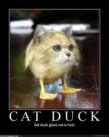 Name:  cat_duck.jpg
Views: 102
Size:  41.1 KB