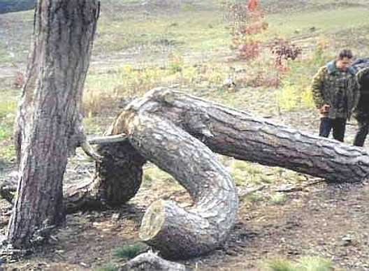 Name:  1249855181504-1.jpg
Views: 74
Size:  42.6 KB