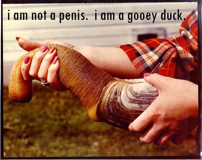 Name:  geoduck.jpg
Views: 62
Size:  65.8 KB
