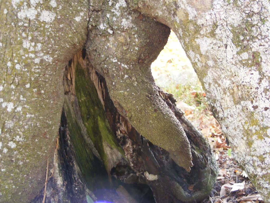 Name:  DSCF1101.jpg
Views: 89
Size:  243.3 KB