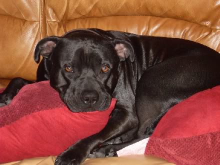 Name:  shadow-couch.jpg
Views: 58
Size:  29.7 KB