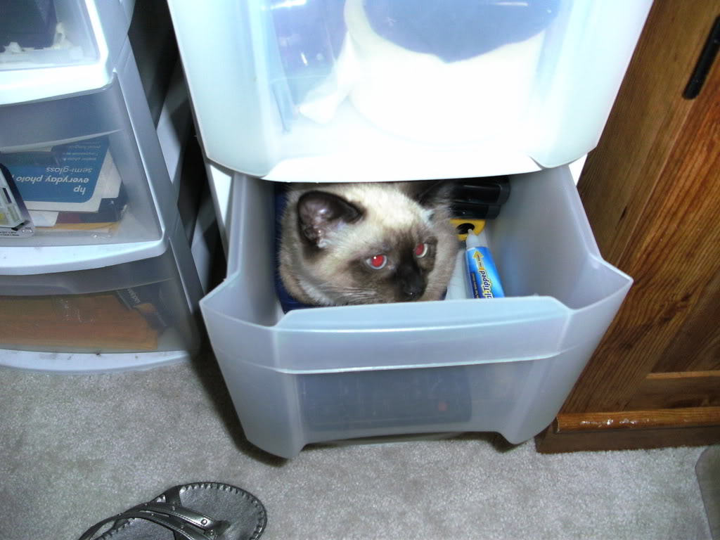 Name:  SANY0237.jpg
Views: 65
Size:  136.6 KB