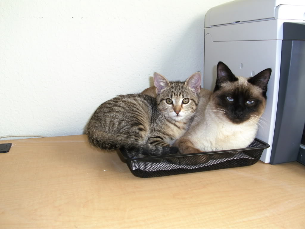 Name:  SANY0529.jpg
Views: 60
Size:  113.2 KB