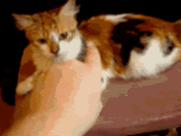 Name:  14d7a7f14d2570_large.gif
Views: 59
Size:  361.1 KB