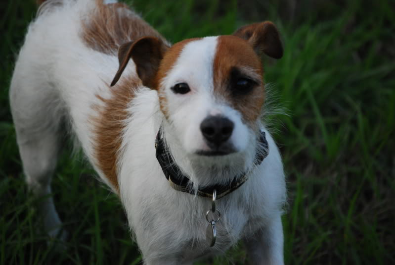 Name:  DSC_3292.jpg
Views: 55
Size:  69.1 KB