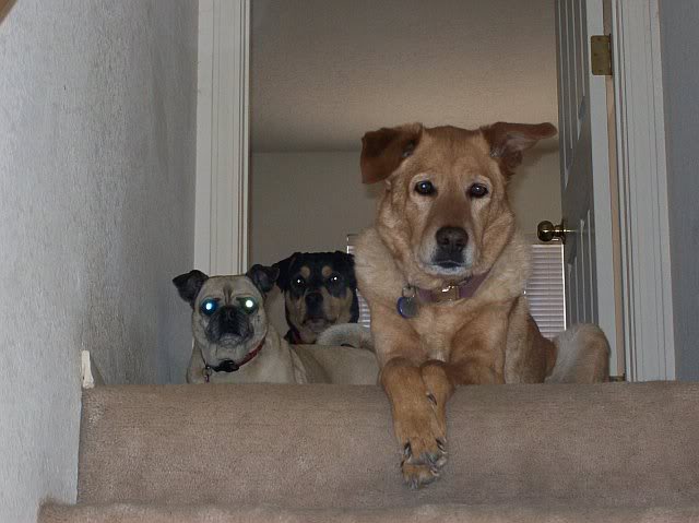 Name:  3Doggies.jpg
Views: 86
Size:  42.0 KB