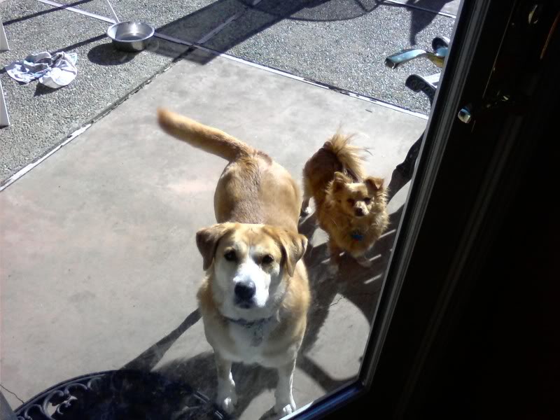 Name:  dogs.jpg
Views: 113
Size:  76.8 KB