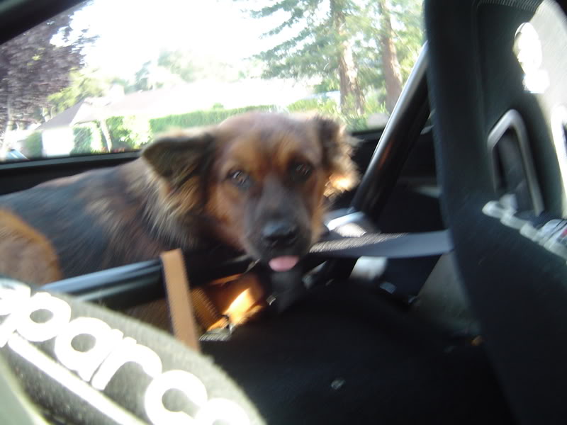 Name:  DSC00005-5.jpg
Views: 625
Size:  58.3 KB