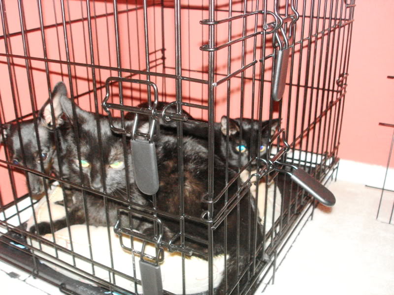 Name:  DSC01140.jpg
Views: 62
Size:  110.1 KB