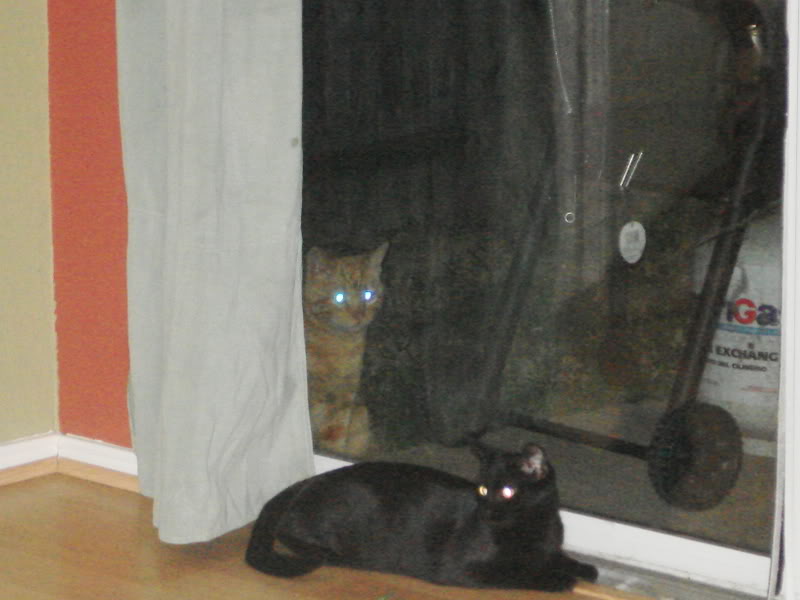 Name:  DSC01132.jpg
Views: 61
Size:  51.7 KB