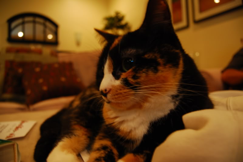 Name:  DSC_0005-2.jpg
Views: 68
Size:  68.1 KB