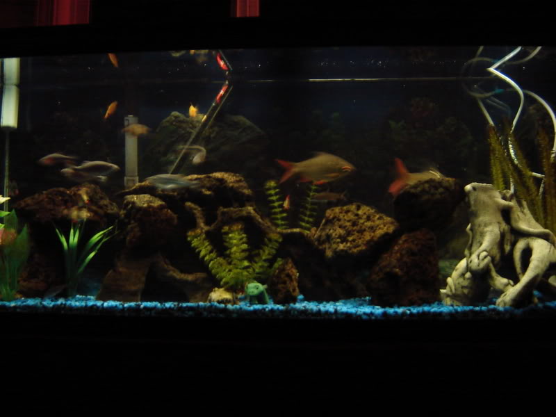 Name:  DSC00004-1.jpg
Views: 110
Size:  51.3 KB