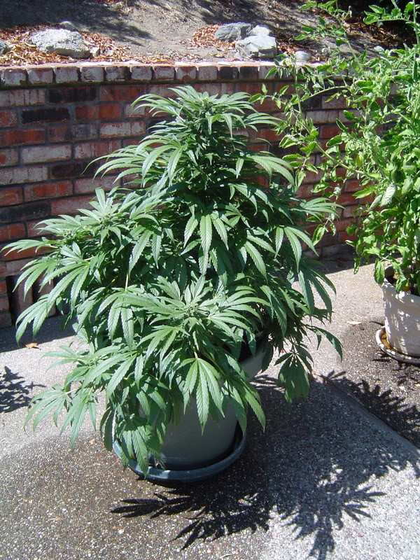 Name:  DSC07328.jpg
Views: 77
Size:  203.0 KB