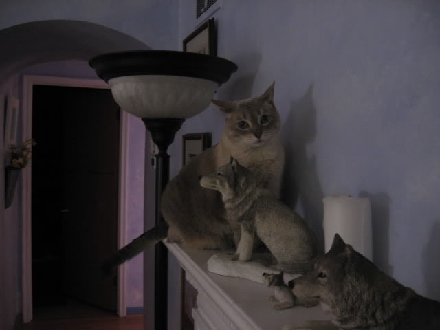 Name:  IMG_0092.jpg
Views: 91
Size:  26.8 KB