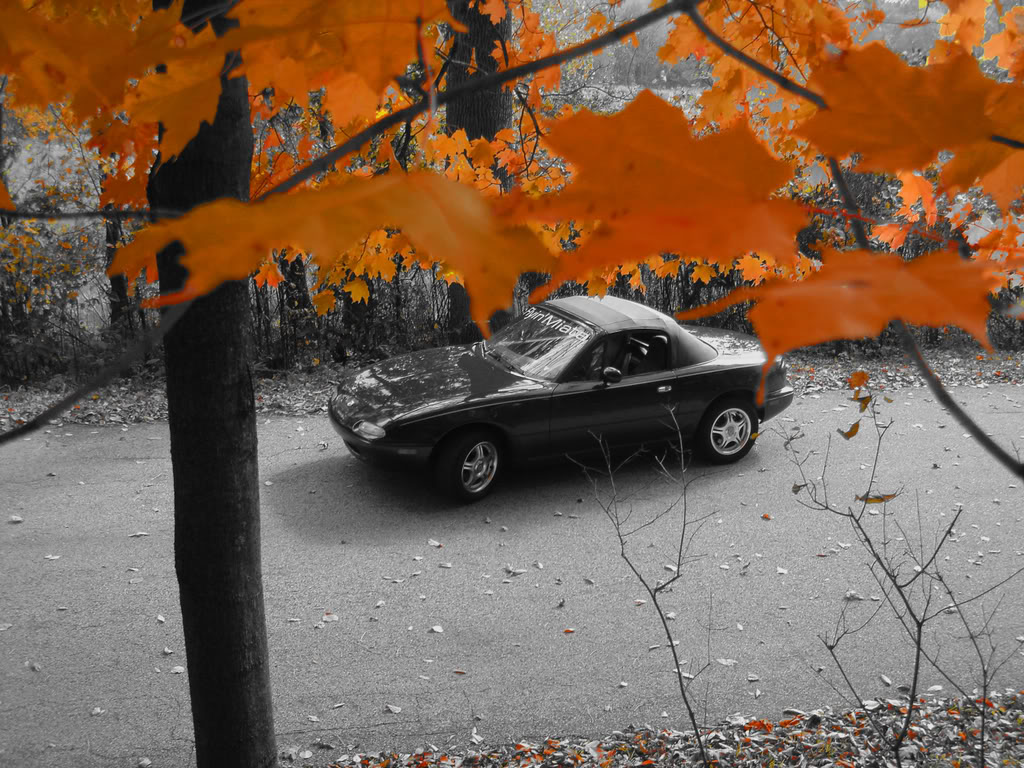 Name:  miataleaves2.jpg
Views: 65
Size:  218.6 KB