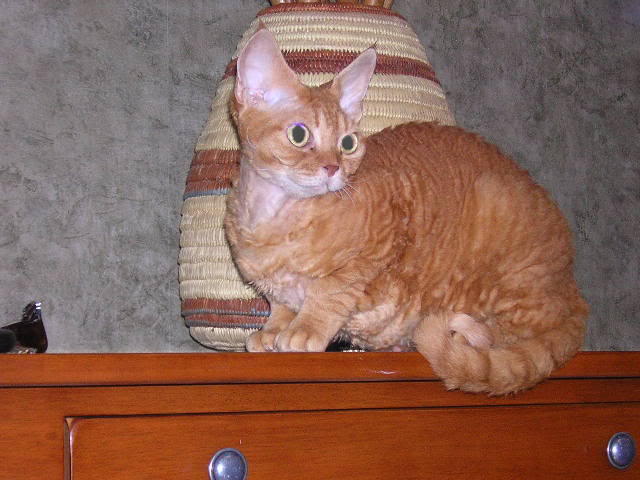 Name:  kitties0102.jpg
Views: 57
Size:  50.4 KB