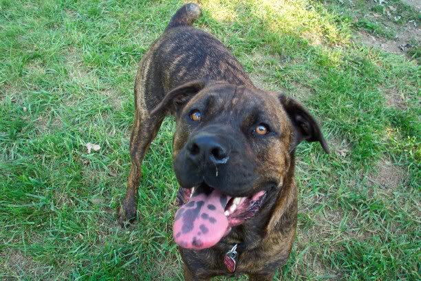 Name:  Dawgs050806060.jpg
Views: 49
Size:  99.5 KB