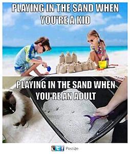 The AI-generated cat pictures thread-20620972_1266787763431172_3548979660540557588_n.jpg