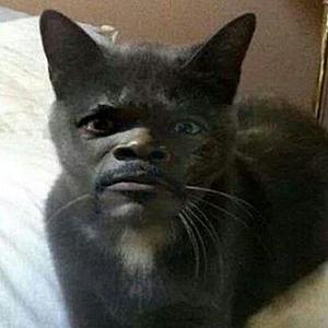 The AI-generated cat pictures thread-e8098894327f9d9578889b2d52f52084-cat-face-funny-faces.jpg