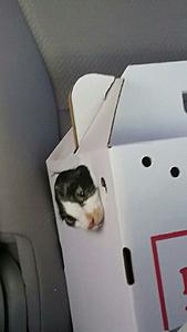 The AI-generated cat pictures thread-20170709_151804.jpg