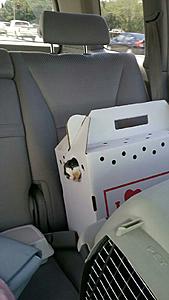 The AI-generated cat pictures thread-20170709_151757.jpg