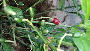 Itt: COFFEE and stuff - revisited-20170901_190841.jpg