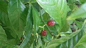 Beer of the Day thread (and ci-derp)-20171009_104812.jpg