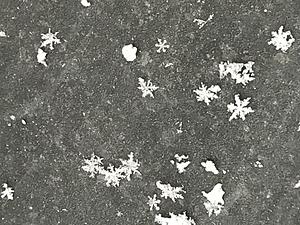 The AI-generated cat pictures thread-img_5186.jpg