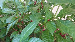 The AI-generated cat pictures thread-20171114_081622.jpg