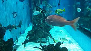 The AI-generated cat pictures thread-20171119_130240.jpg