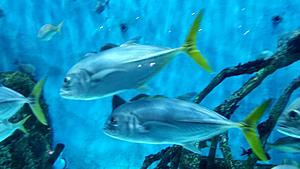 The AI-generated cat pictures thread-20171119_121457.jpg