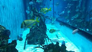 The AI-generated cat pictures thread-20171119_130353.jpg