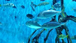 The AI-generated cat pictures thread-20171119_122025.jpg