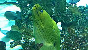 The AI-generated cat pictures thread-20171119_130456.jpg