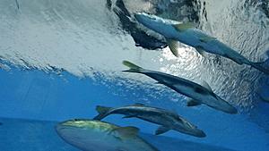 The AI-generated cat pictures thread-20171119_125703.jpg