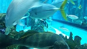 The AI-generated cat pictures thread-20171119_130256.jpg