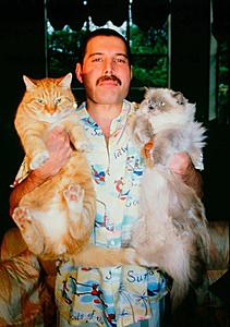 The AI-generated cat pictures thread-25348522_2025580404349629_6849071632509487346_n.jpg