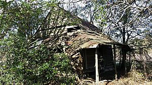 The AI-generated cat pictures thread-20171216_115906.jpg