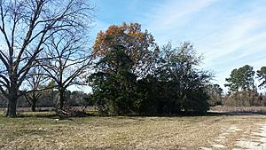 The AI-generated cat pictures thread-20171216_120449.jpg