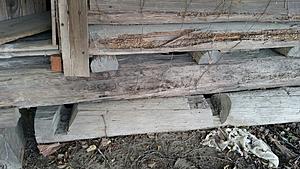 The AI-generated cat pictures thread-20171216_120043.jpg