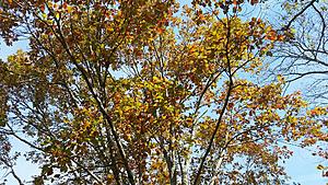 The AI-generated cat pictures thread-20171216_114721.jpg